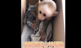 猴子的最新爆料视频大全,最新爆料视频大全揭秘幕后真相